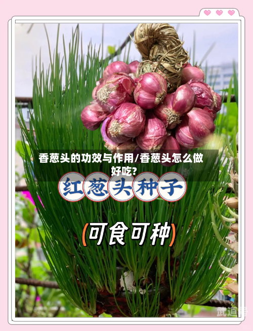 香葱头的功效与作用/香葱头怎么做好吃?