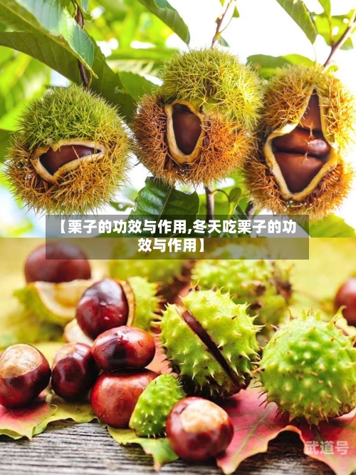 【栗子的功效与作用,冬天吃栗子的功效与作用】