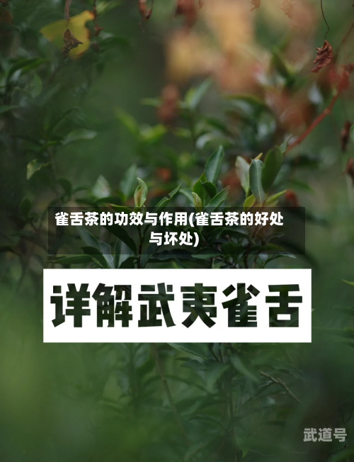雀舌茶的功效与作用(雀舌茶的好处与坏处)