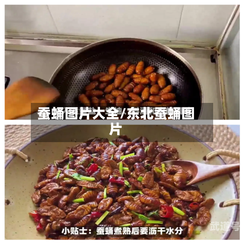蚕蛹图片大全/东北蚕蛹图片