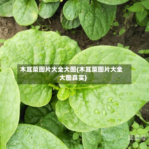 木耳菜图片大全大图(木耳菜图片大全大图真实)