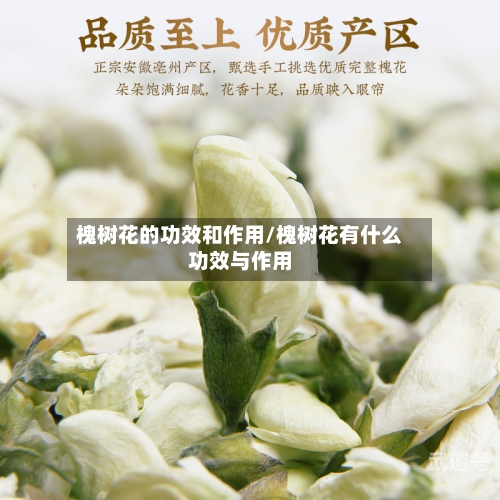 槐树花的功效和作用/槐树花有什么功效与作用