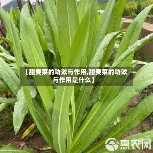 【甜麦菜的功效与作用,甜麦菜的功效与作用是什么】