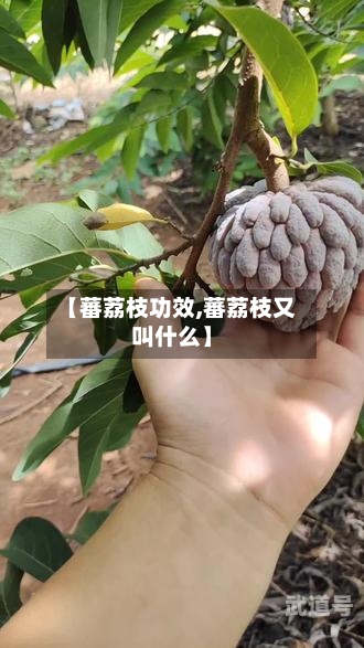 【蕃荔枝功效,蕃荔枝又叫什么】