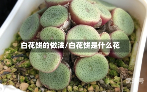 白花饼的做法/白花饼是什么花