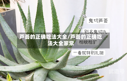 芦荟的正确吃法大全/芦荟的正确吃法大全家常