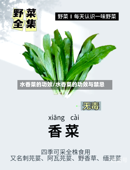 水香菜的功效/水香菜的功效与禁忌