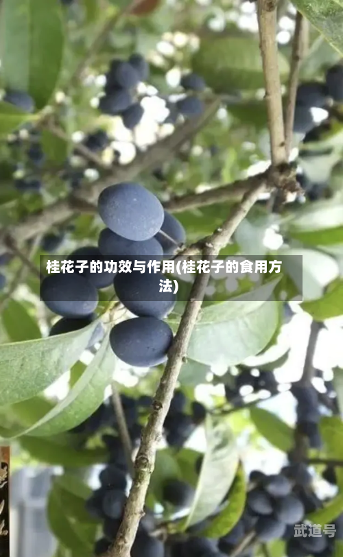 桂花子的功效与作用(桂花子的食用方法)