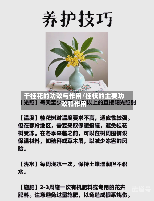 干桂花的功效与作用/桂枝的主要功效和作用