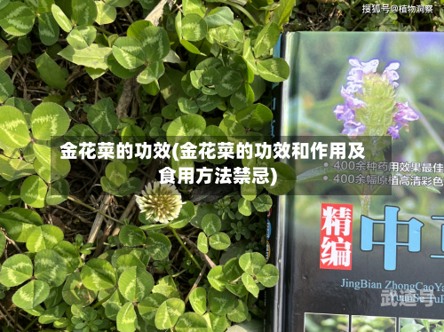金花菜的功效(金花菜的功效和作用及食用方法禁忌)