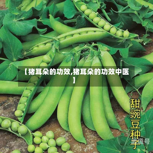 【猪耳朵的功效,猪耳朵的功效中医】