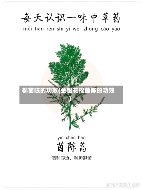 棉茵陈的功效(金银花棉茵陈的功效)