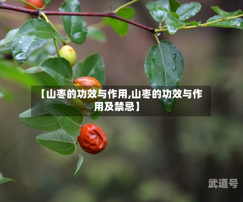 【山枣的功效与作用,山枣的功效与作用及禁忌】