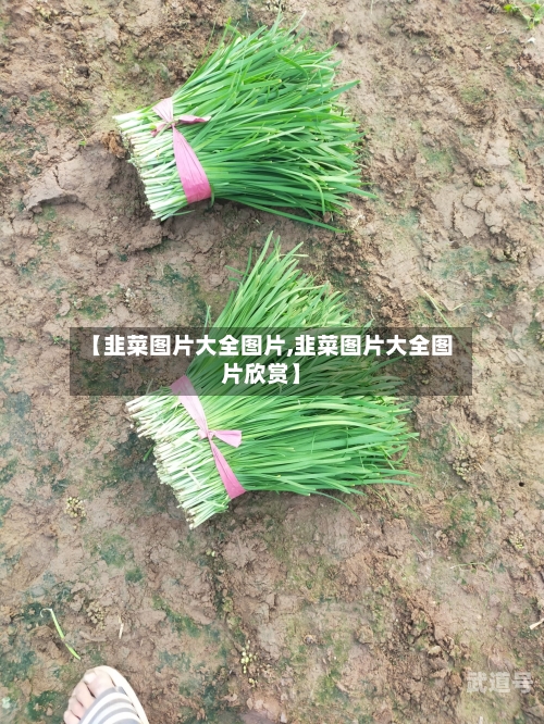 【韭菜图片大全图片,韭菜图片大全图片欣赏】
