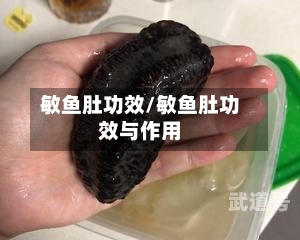 敏鱼肚功效/敏鱼肚功效与作用