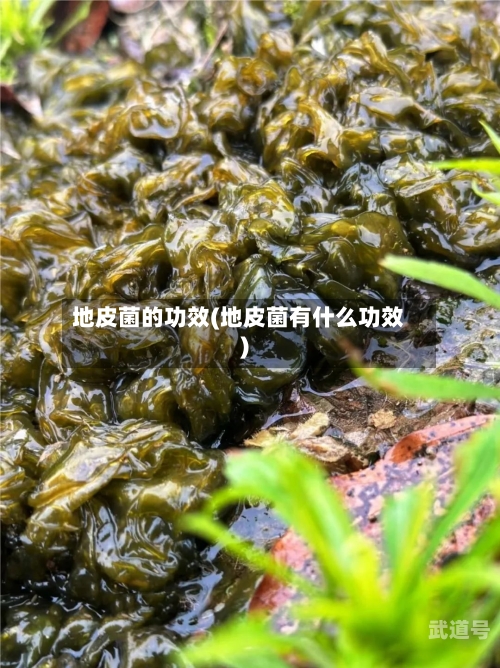 地皮菌的功效(地皮菌有什么功效)