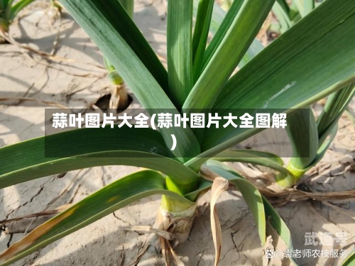 蒜叶图片大全(蒜叶图片大全图解)