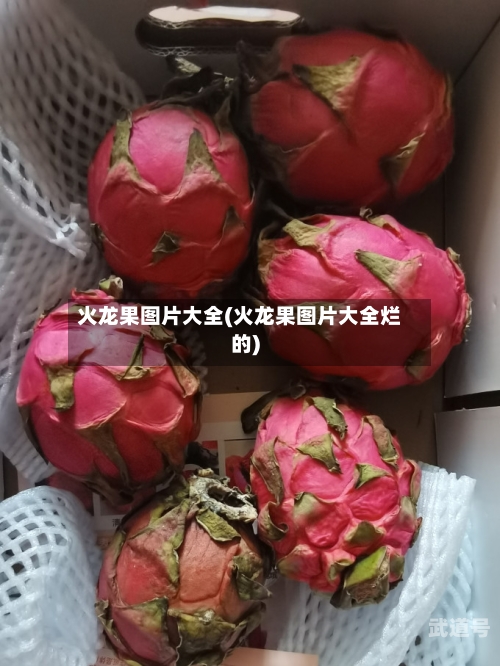 火龙果图片大全(火龙果图片大全烂的)