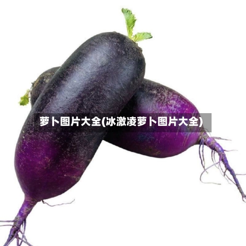 萝卜图片大全(冰激凌萝卜图片大全)