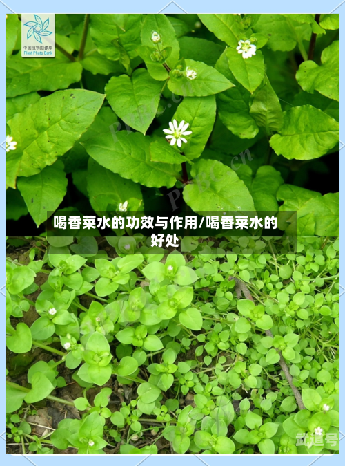 喝香菜水的功效与作用/喝香菜水的好处