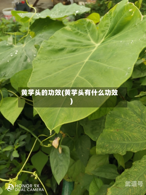 黄芋头的功效(黄芋头有什么功效)