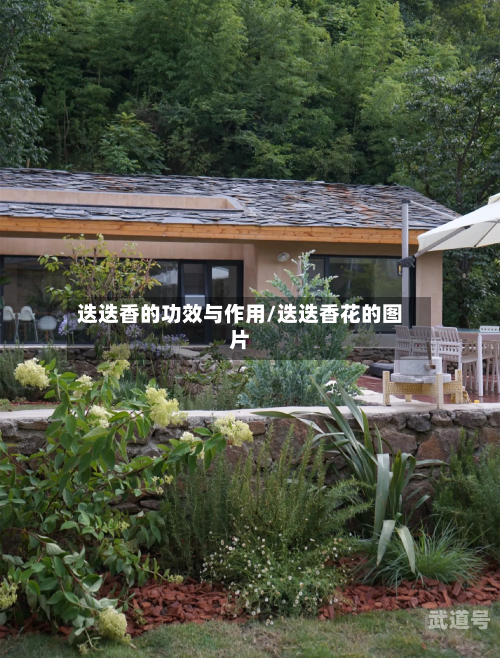 迭迭香的功效与作用/迭迭香花的图片