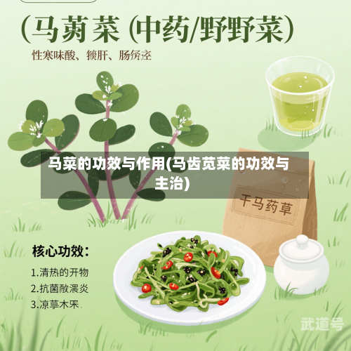 马菜的功效与作用(马齿苋菜的功效与主治)