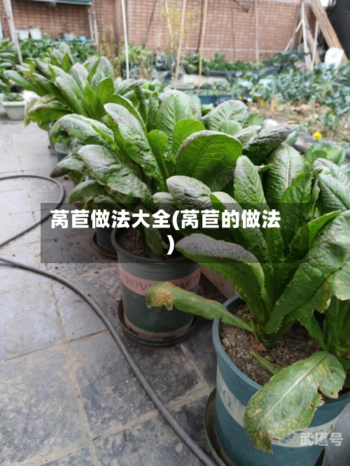 莴苣做法大全(莴苣的做法)