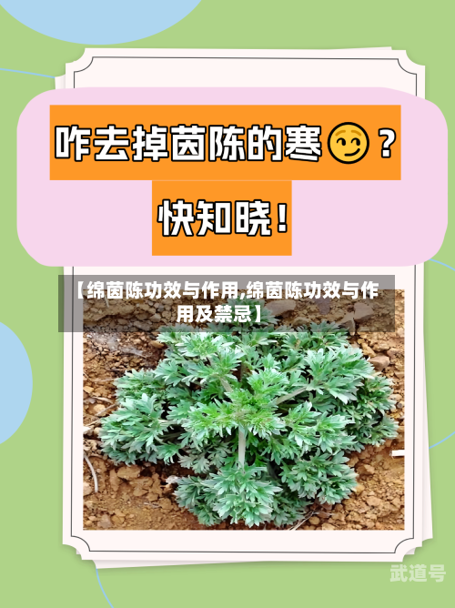 【绵茵陈功效与作用,绵茵陈功效与作用及禁忌】