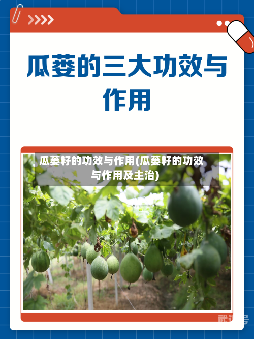 瓜蒌籽的功效与作用(瓜蒌籽的功效与作用及主治)