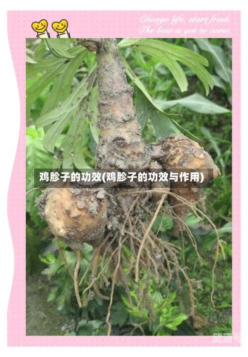 鸡胗子的功效(鸡胗子的功效与作用)