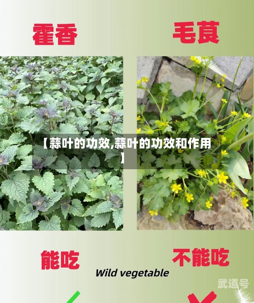 【蒜叶的功效,蒜叶的功效和作用】