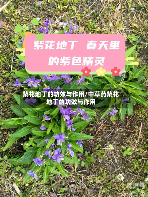 紫花地丁的功效与作用/中草药紫花地丁的功效与作用