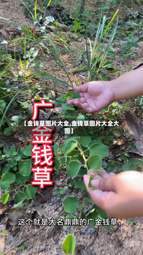 【金钱草图片大全,金钱草图片大全大图】