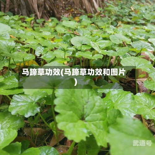 马蹄草功效(马蹄草功效和图片)