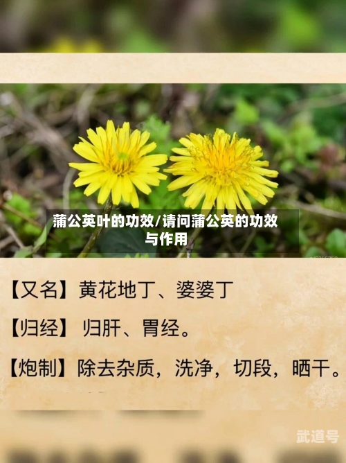 蒲公英叶的功效/请问蒲公英的功效与作用