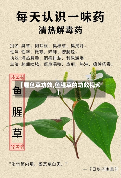 【腥鱼草功效,鱼腥草的功效视频】