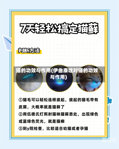 猫的功效与作用(伊曲康唑对猫的功效与作用)