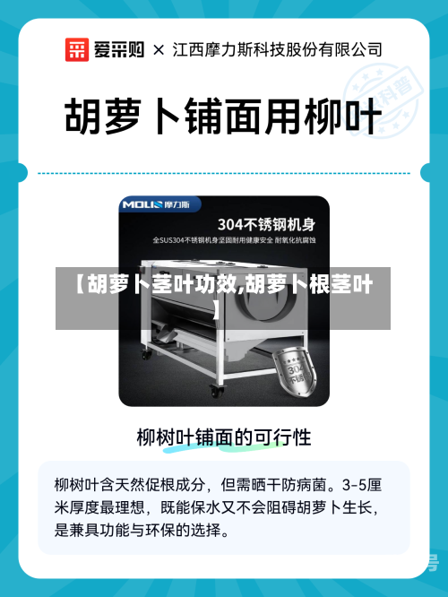 【胡萝卜茎叶功效,胡萝卜根茎叶】