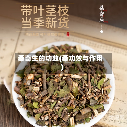 桑奇生的功效(桑功效与作用)