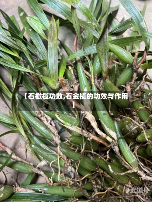 【石橄榄功效,石金榄的功效与作用】