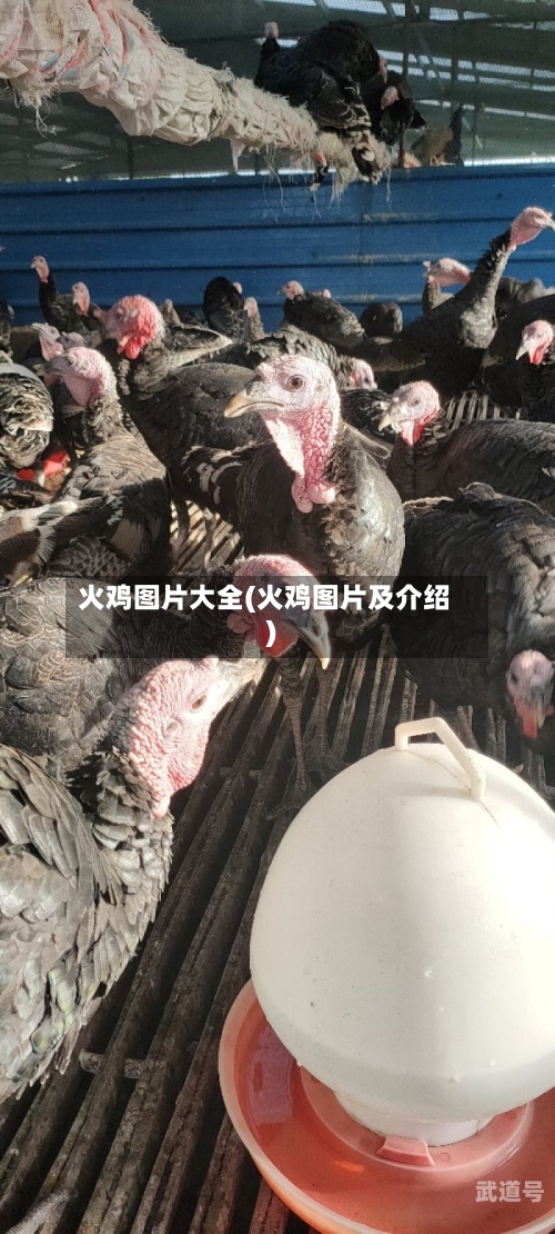 火鸡图片大全(火鸡图片及介绍)