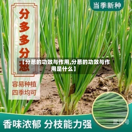 【分葱的功效与作用,分葱的功效与作用是什么】