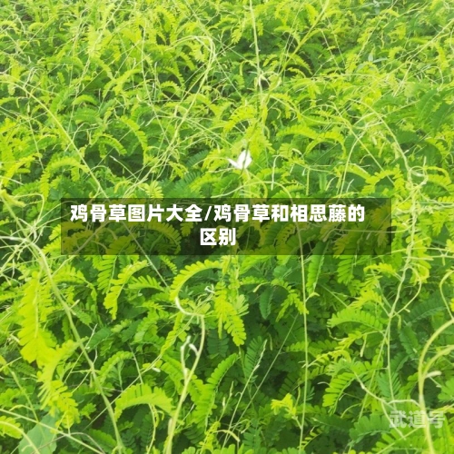 鸡骨草图片大全/鸡骨草和相思藤的区别