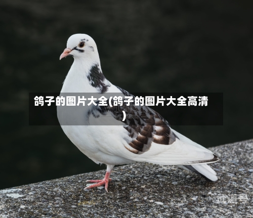 鸽子的图片大全(鸽子的图片大全高清)