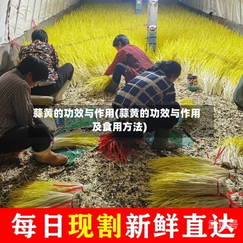 蒜黄的功效与作用(蒜黄的功效与作用及食用方法)