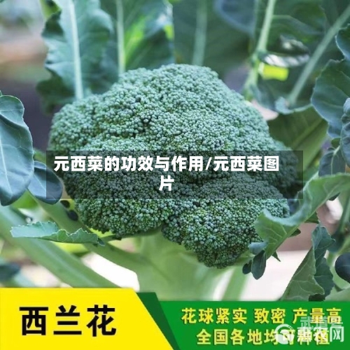 元西菜的功效与作用/元西菜图片