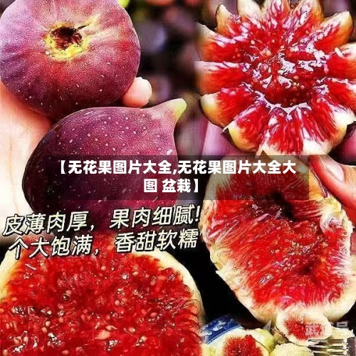 【无花果图片大全,无花果图片大全大图 盆栽】
