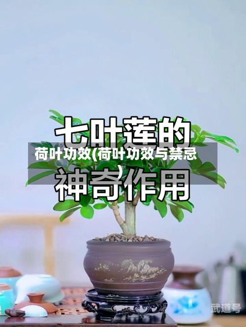 荷叶功效(荷叶功效与禁忌)