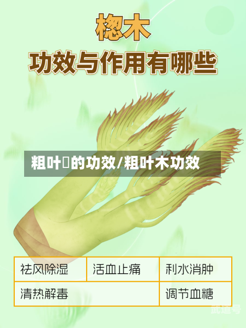 粗叶粄的功效/粗叶木功效